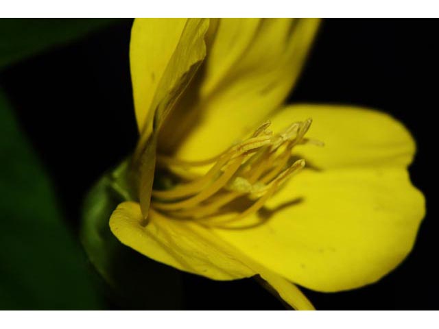 Oenothera biennis (Common evening-primrose) #69788