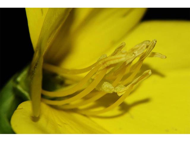 Oenothera biennis (Common evening-primrose) #69790