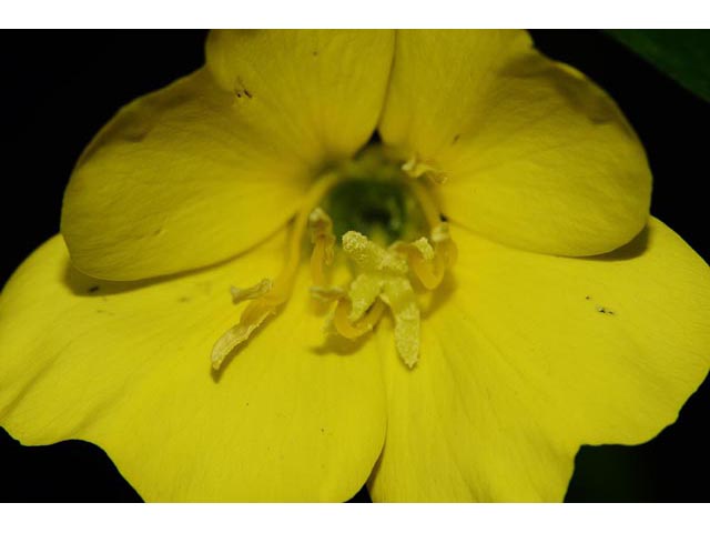 Oenothera biennis (Common evening-primrose) #69791