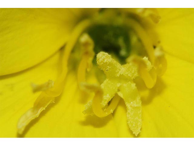 Oenothera biennis (Common evening-primrose) #69792