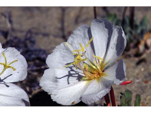 Oenothera caespitosa ssp. crinita (Tufted evening primrose) #69799