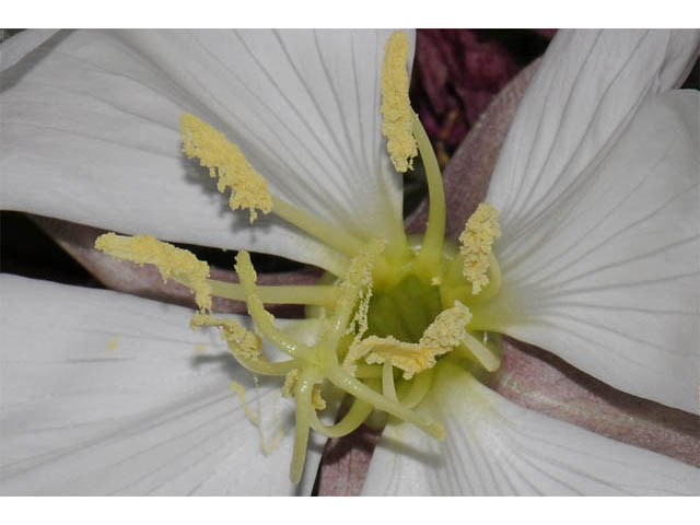 Oenothera caespitosa ssp. marginata (Tufted evening primrose) #69809