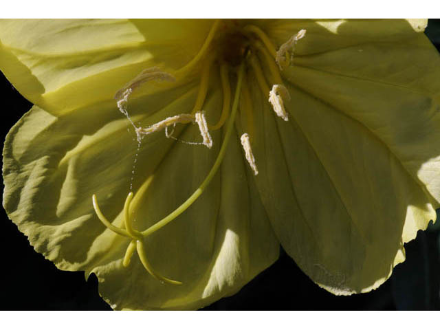 Oenothera macrocarpa ssp. macrocarpa (Bigfruit evening-primrose) #69822