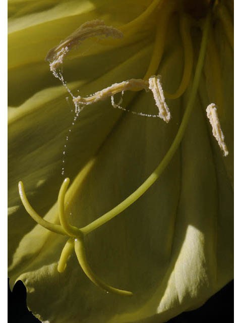 Oenothera macrocarpa ssp. macrocarpa (Bigfruit evening-primrose) #69823