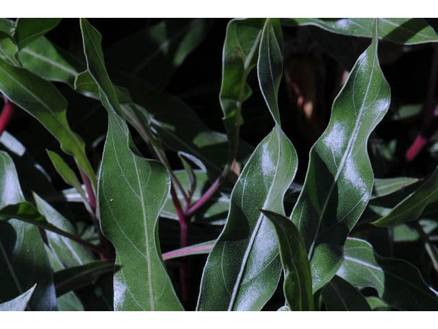 Oenothera macrocarpa ssp. macrocarpa (Bigfruit evening-primrose) #69827