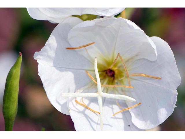Oenothera pallida (Pale evening-primrose) #69846