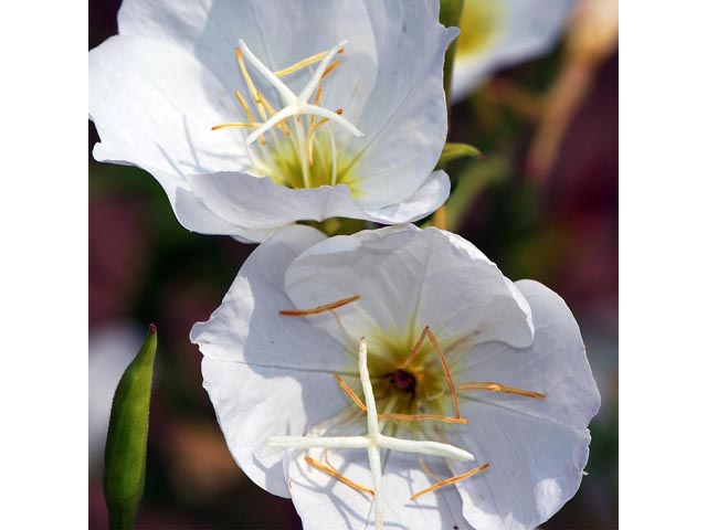 Oenothera pallida (Pale evening-primrose) #69847