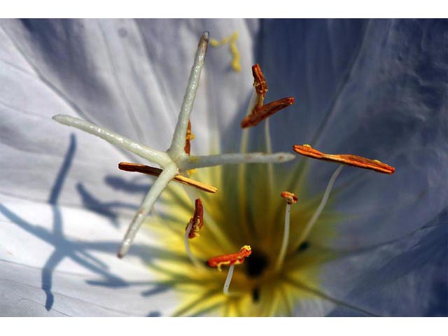 Oenothera pallida (Pale evening-primrose) #69850