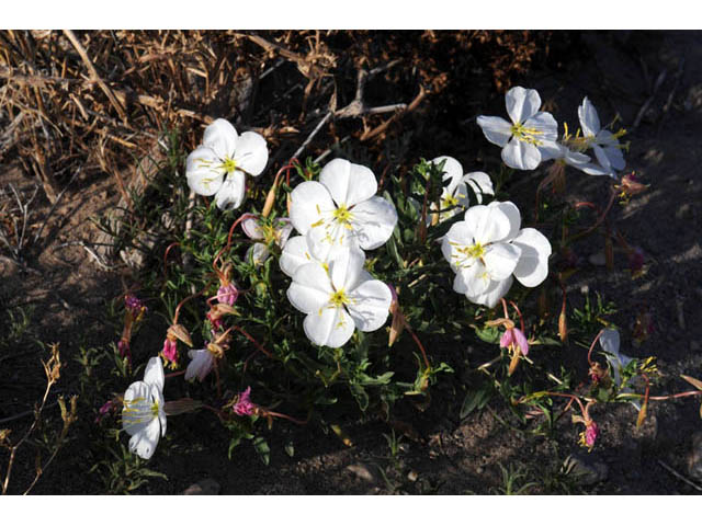 Oenothera pallida ssp. runcinata (White sands evening primrose) #69851