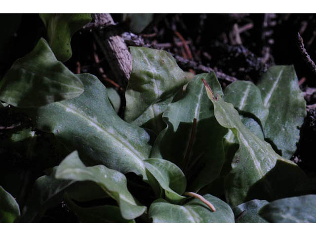 Goodyera oblongifolia (Western rattlesnake plantain) #69876