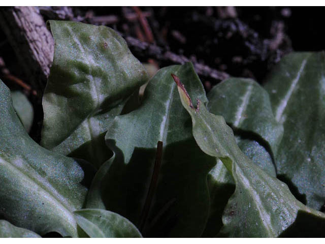 Goodyera oblongifolia (Western rattlesnake plantain) #69877