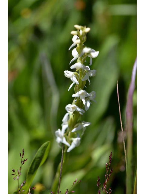 Platanthera dilatata var. leucostachys (Sierra bog orchid) #69885