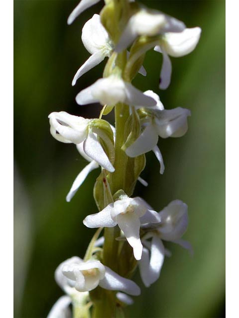 Platanthera dilatata var. leucostachys (Sierra bog orchid) #69886