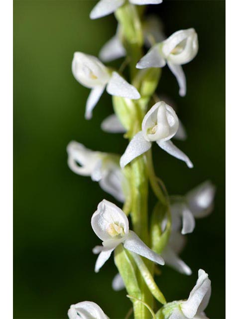 Platanthera dilatata var. leucostachys (Sierra bog orchid) #69887