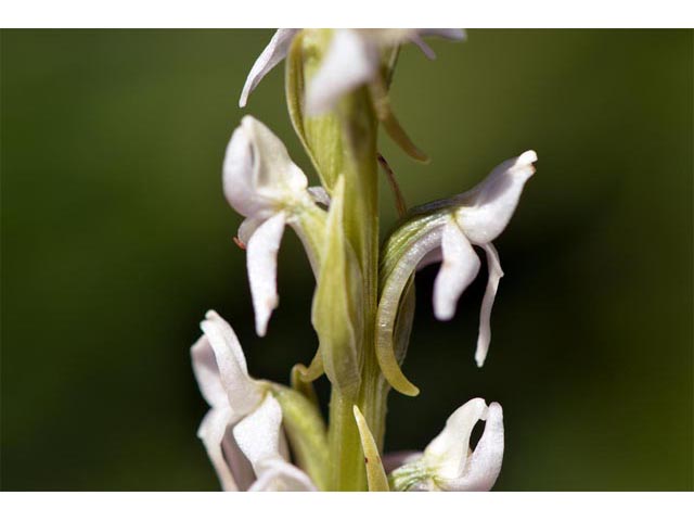 Platanthera dilatata var. leucostachys (Sierra bog orchid) #69888