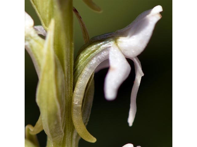 Platanthera dilatata var. leucostachys (Sierra bog orchid) #69889
