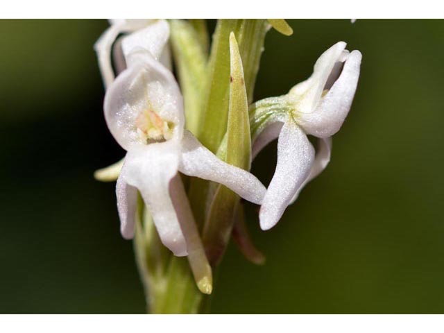 Platanthera dilatata var. leucostachys (Sierra bog orchid) #69891