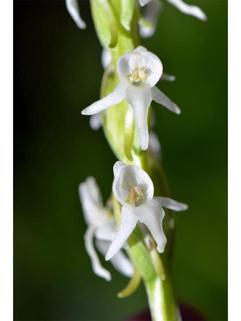 Platanthera dilatata var. leucostachys (Sierra bog orchid) #69892