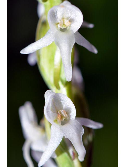 Platanthera dilatata var. leucostachys (Sierra bog orchid) #69893