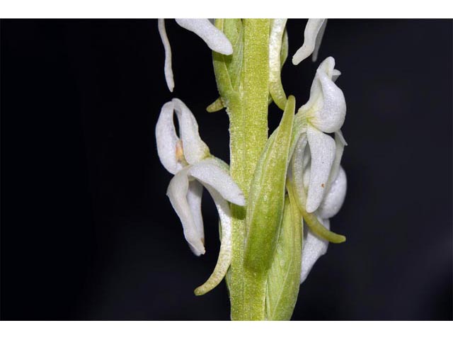 Platanthera dilatata var. leucostachys (Sierra bog orchid) #69894