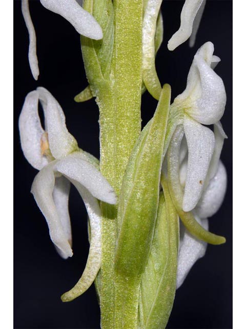 Platanthera dilatata var. leucostachys (Sierra bog orchid) #69895