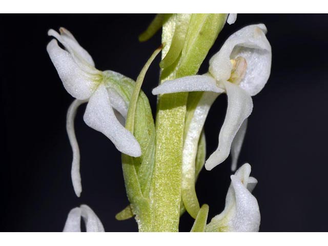 Platanthera dilatata var. leucostachys (Sierra bog orchid) #69896
