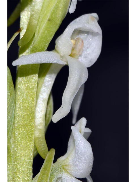 Platanthera dilatata var. leucostachys (Sierra bog orchid) #69897