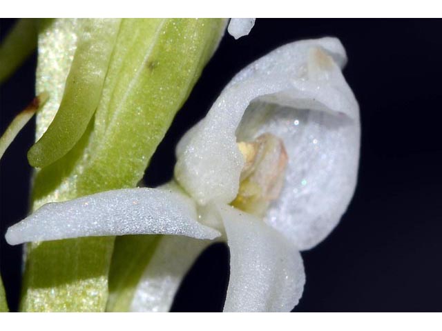 Platanthera dilatata var. leucostachys (Sierra bog orchid) #69898