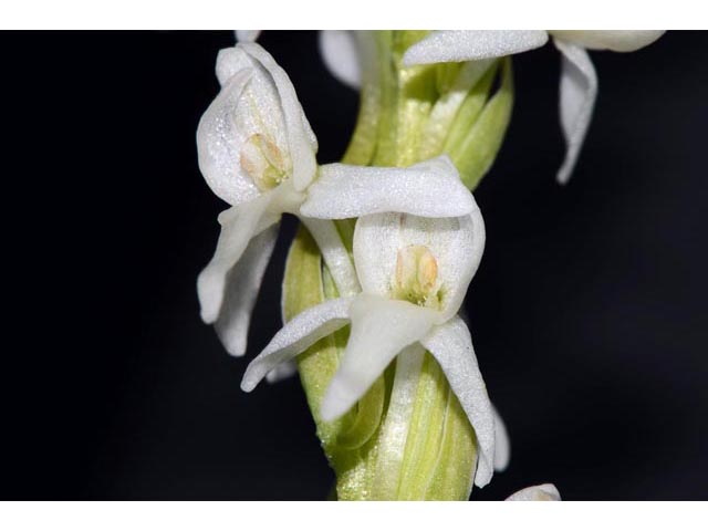 Platanthera dilatata var. leucostachys (Sierra bog orchid) #69899