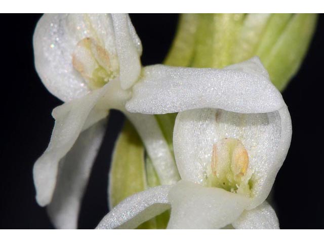 Platanthera dilatata var. leucostachys (Sierra bog orchid) #69900