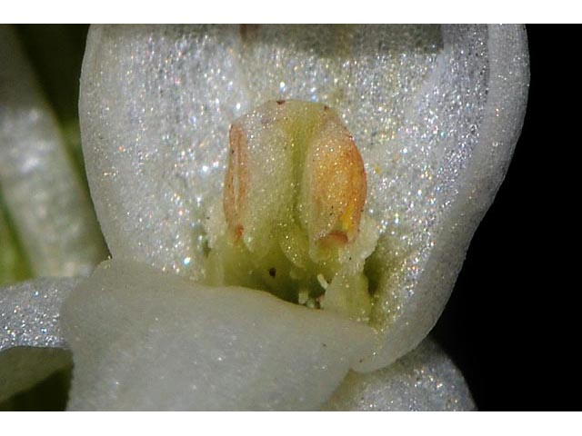 Platanthera dilatata var. leucostachys (Sierra bog orchid) #69901