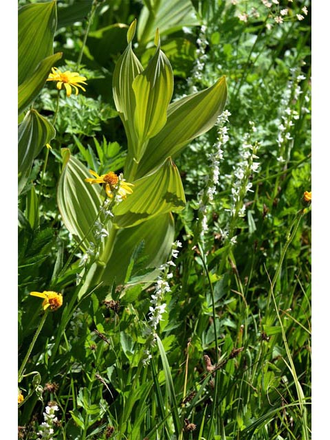 Platanthera dilatata var. leucostachys (Sierra bog orchid) #69902