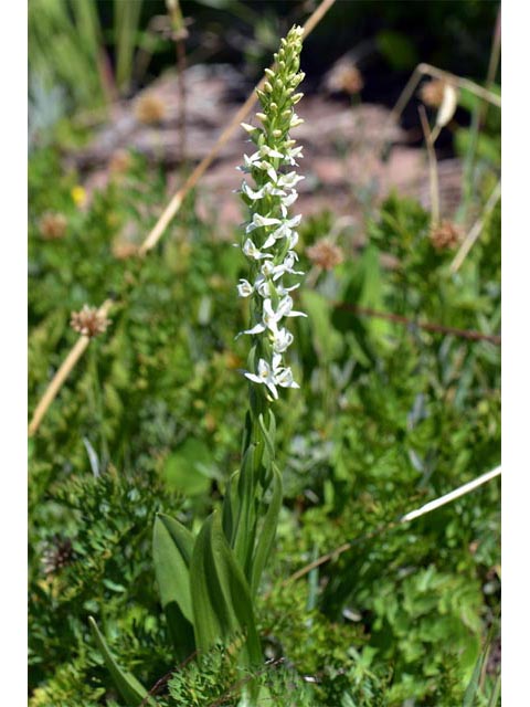 Platanthera dilatata var. leucostachys (Sierra bog orchid) #69903