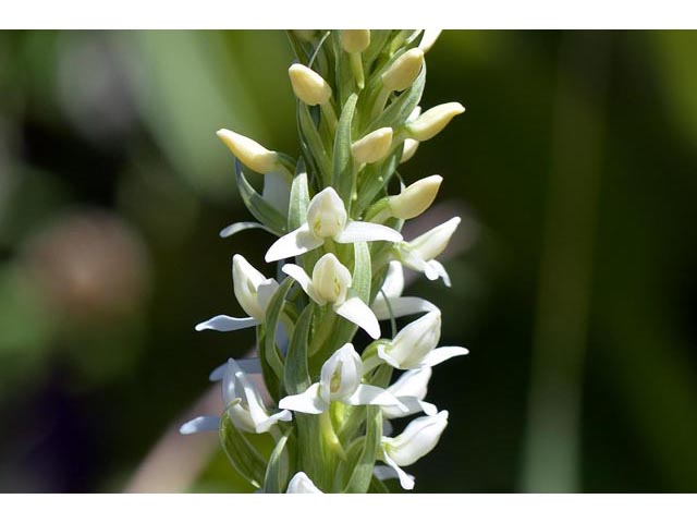 Platanthera dilatata var. leucostachys (Sierra bog orchid) #69905