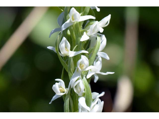 Platanthera dilatata var. leucostachys (Sierra bog orchid) #69906
