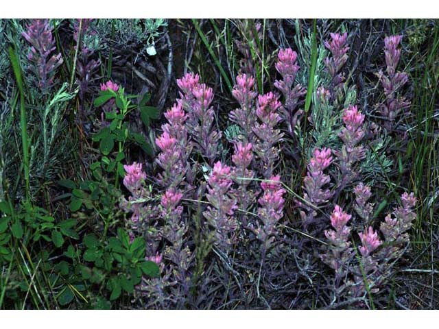 Castilleja angustifolia var. angustifolia (Northwestern indian paintbrush) #69909