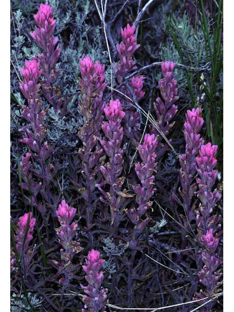 Castilleja angustifolia var. angustifolia (Northwestern indian paintbrush) #69911