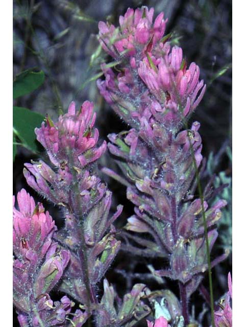 Castilleja angustifolia var. angustifolia (Northwestern indian paintbrush) #69916