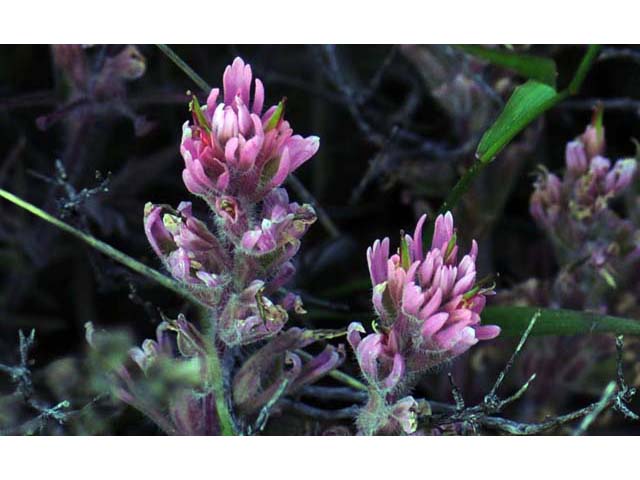 Castilleja angustifolia var. angustifolia (Northwestern indian paintbrush) #69917