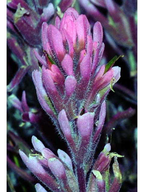 Castilleja angustifolia var. angustifolia (Northwestern indian paintbrush) #69918