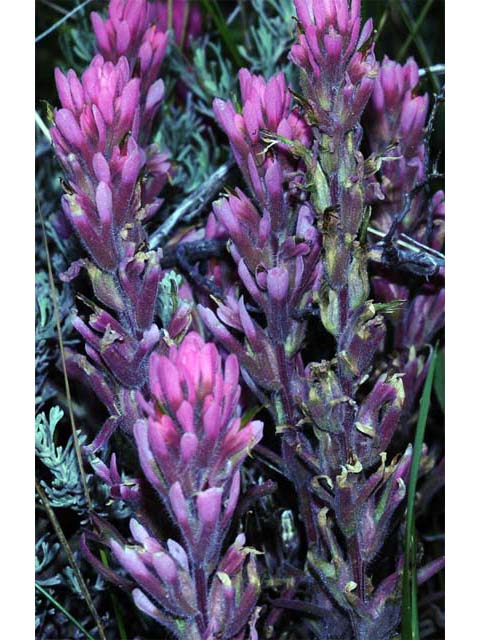 Castilleja angustifolia var. angustifolia (Northwestern indian paintbrush) #69919