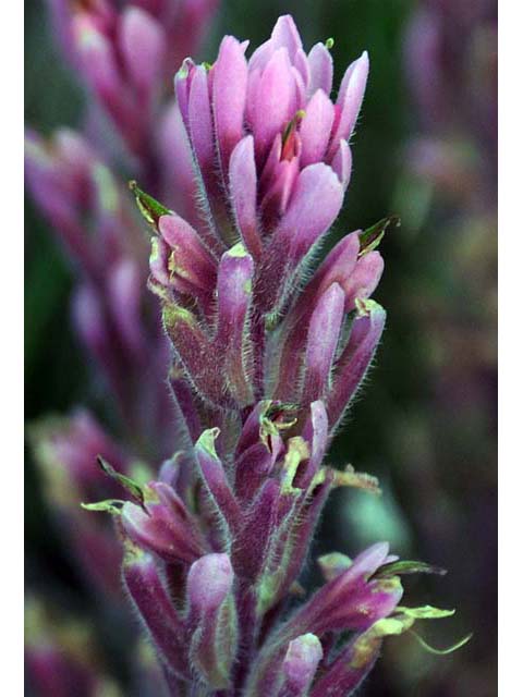 Castilleja angustifolia var. angustifolia (Northwestern indian paintbrush) #69925