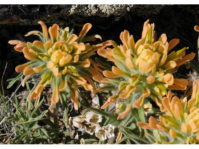 Castilleja angustifolia var. flavescens (Northwestern indian paintbrush) #69947