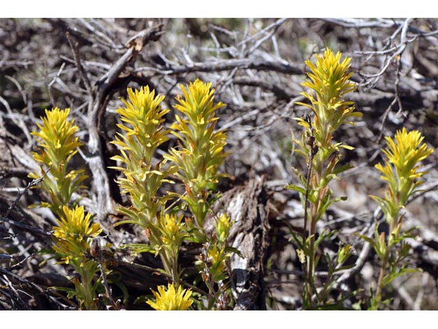 Castilleja applegatei ssp. pinetorum (Wavyleaf indian paintbrush) #69955