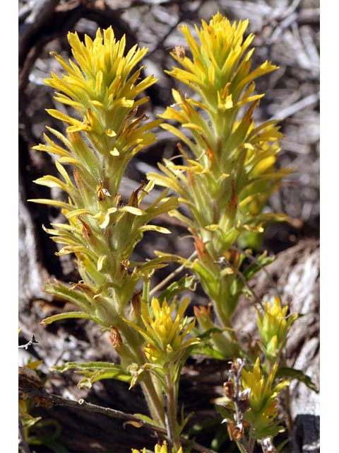 Castilleja applegatei ssp. pinetorum (Wavyleaf indian paintbrush) #69956