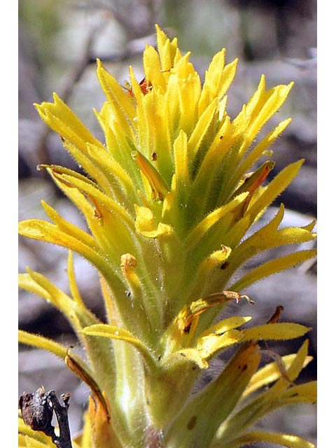 Castilleja applegatei ssp. pinetorum (Wavyleaf indian paintbrush) #69958