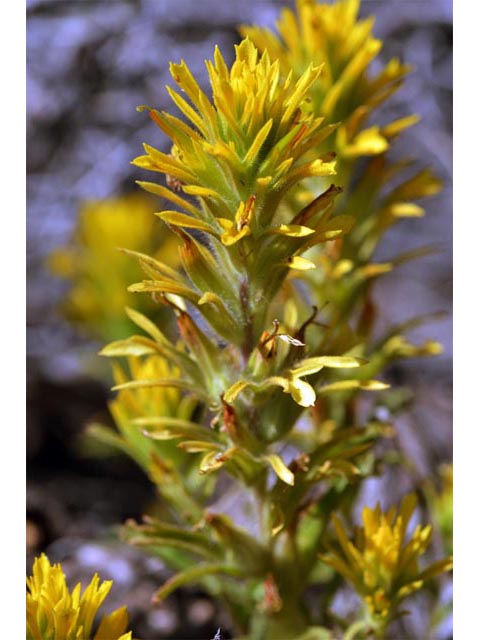 Castilleja applegatei ssp. pinetorum (Wavyleaf indian paintbrush) #69959