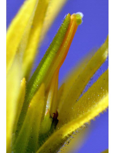 Castilleja applegatei ssp. pinetorum (Wavyleaf indian paintbrush) #69963