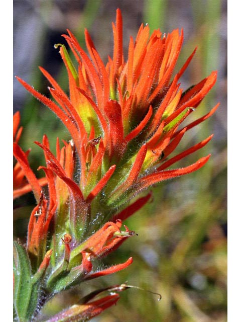 Castilleja applegatei ssp. pinetorum (Wavyleaf indian paintbrush) #69965