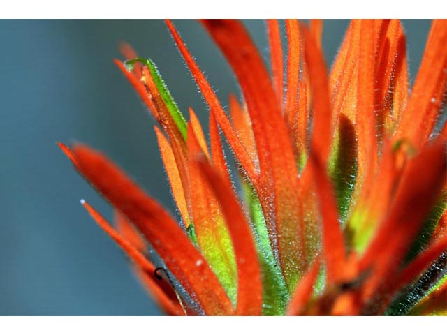 Castilleja applegatei ssp. pinetorum (Wavyleaf indian paintbrush) #69966
